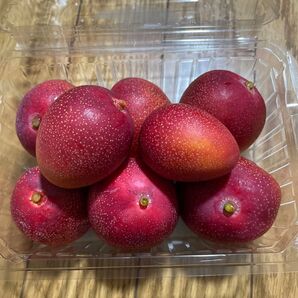 宮崎県産 ミニマンゴー