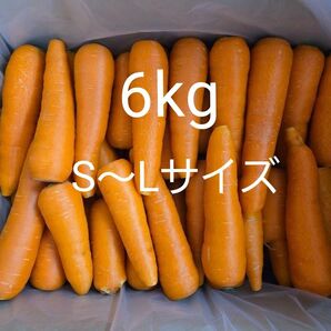 にんじん 6kg わけあり 熊本県産