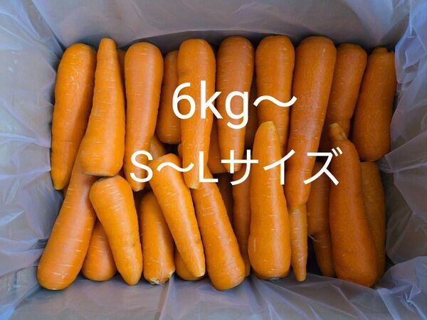 にんじん 6kg わけあり 熊本県産