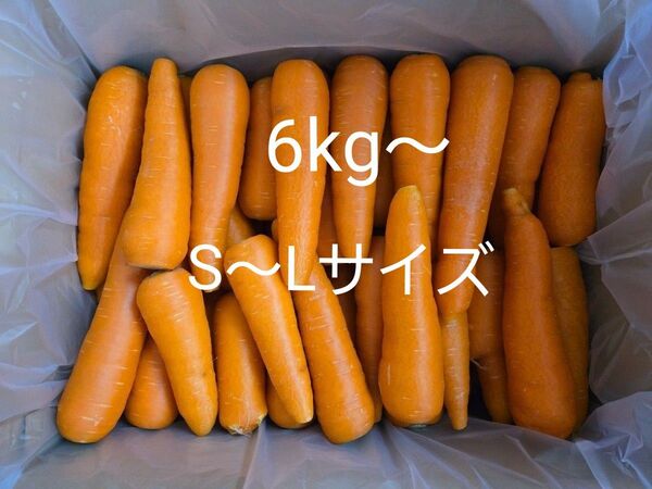 にんじん 6kg わけあり 熊本県産