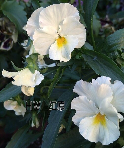 HW 江原 ビオラ 種子 15粒+α