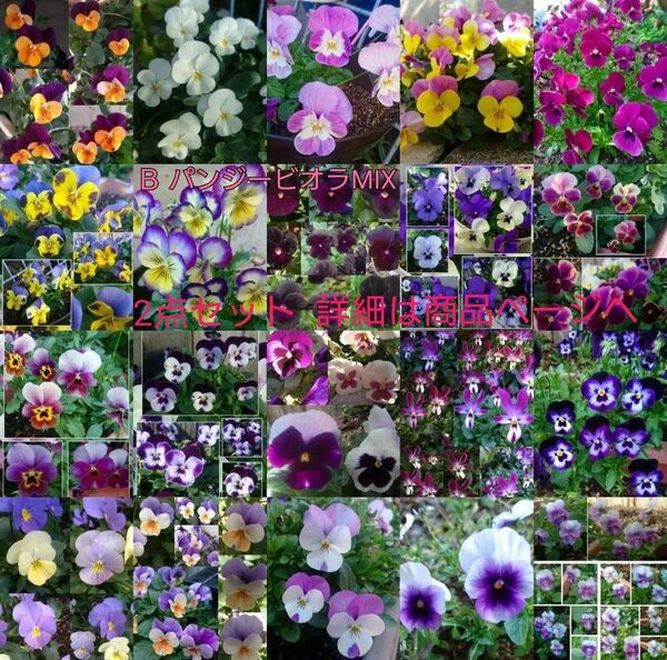 2点セット 花の種