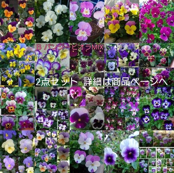 2点セット 花の種