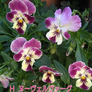 H ヌーヴェルヴァーグ 種 5粒+α