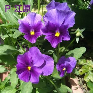 P 江原 ビオラ 種子 15粒+α