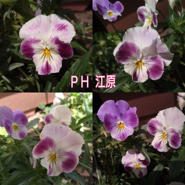 PH 江原 ビオラ 種 5粒+α
