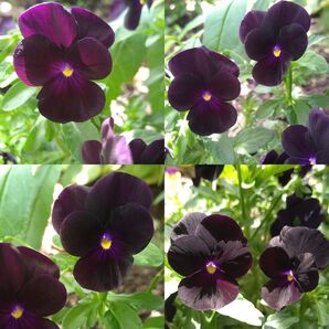 ブラックベリー ビオラ 種 5粒+α