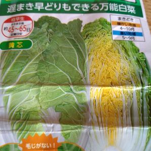 タイニーシュシュ ハクサイ 自家採種 野菜 種 50粒+α