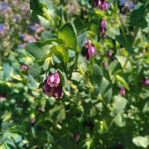 セリンセマヨール 種 5粒