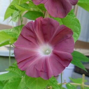 朝顔の種 団十郎 5粒
