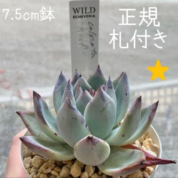 同梱割引あり■サボテン相談室さん colorata Roof コロラータルーフ 大きめの美苗正規札付き 多肉植物 根あり