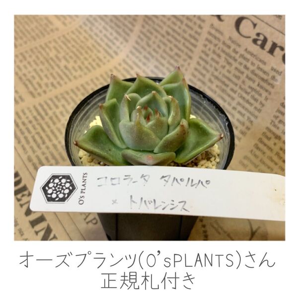 オーズプランツ(O'sPLANTS)さん エケベリア コロラータタパルパ トバレンシス 正規札付き