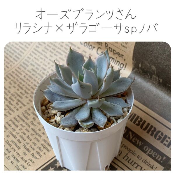 写真更新しました!オーズプランツ(O'sPLANTS)さん リラシナ ザラゴーサSPノバ