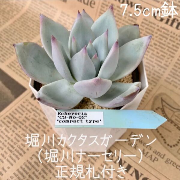同梱割引あり■堀川カクタスガーデン(堀川ナーセリー)CS-No-02 コンパクトタイプ compact type 正規札付き