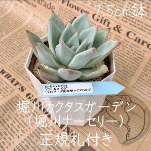 同梱割引あり■堀川カクタスガーデン(堀川ナーセリー)Echeveria CS-No-05 コロラータ旧来型 CPS03 正規札付き
