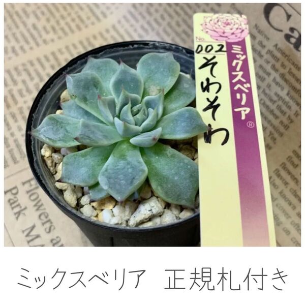 同梱割引あり■おらいさん ミックスベリア No.002 そわそわ 正規札付き