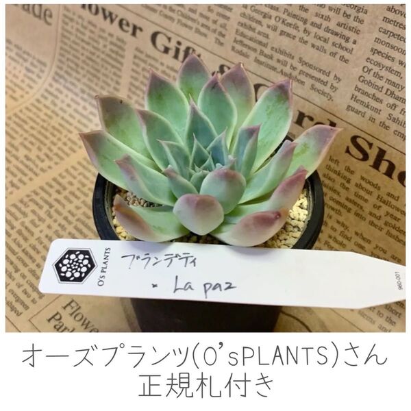 オーズプランツ(O'sPLANTS)さん ブランデティxラパス 正規札付き コロラータブランディティ