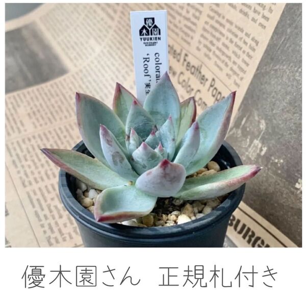 同梱割引あり■優木園さん エケベリア コロラータルーフ実生 colorata Roof実生 正規札付き