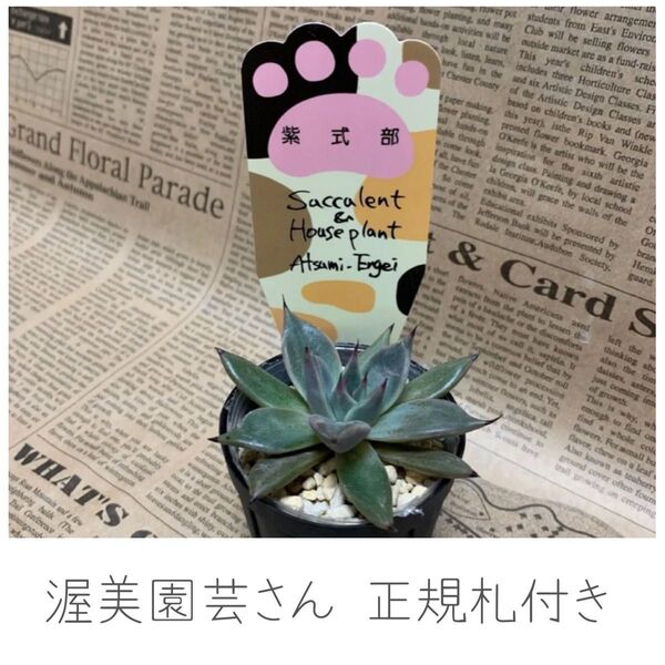 渥美園芸さん 三毛猫札 エケベリア 紫式部 クスピダータ パラセンシス パラス ロメオ 正規札付き、サボテン相談室さんと同じ