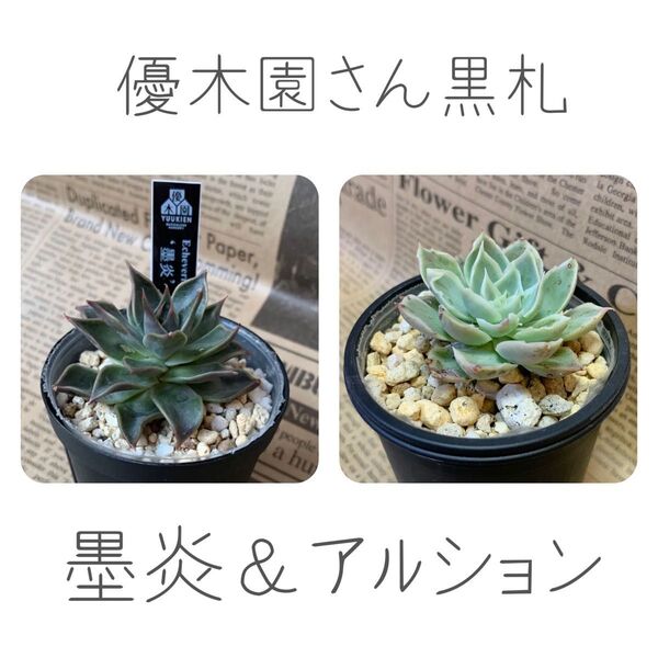 優木園さん オリジナル 黒札 エケベリア 墨炎&アルションset、抜き苗