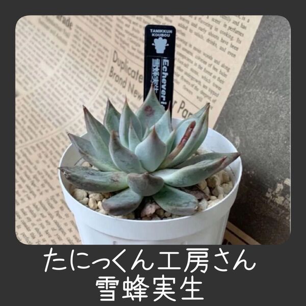 4枚目以降に最新写真追加しました!同梱割引あり■たにっくん工房さん エケベリア 雪蜂実生 優木園さんの雪蜂と同じ 正規札付き
