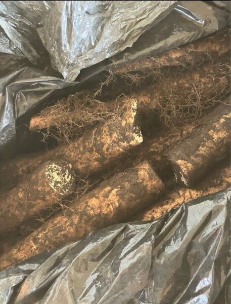 長いも 土付き訳あり品 9kg 岩手県八幡平市産