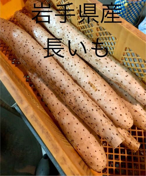 長いも10kg 岩手県八幡平市産