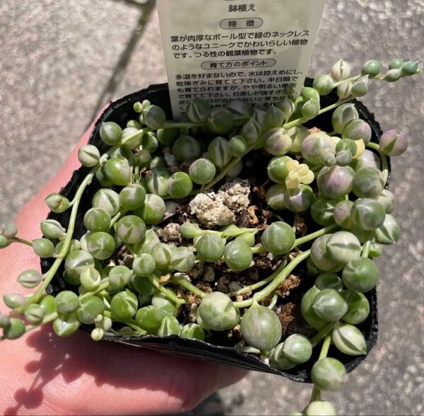 多肉植物 グリーンネックレス 斑入り