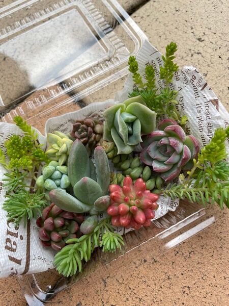 多肉植物 寄せ植えに カット苗