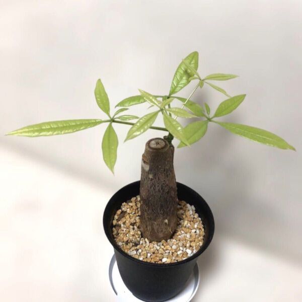 班入り パキラ レモンライム 接木