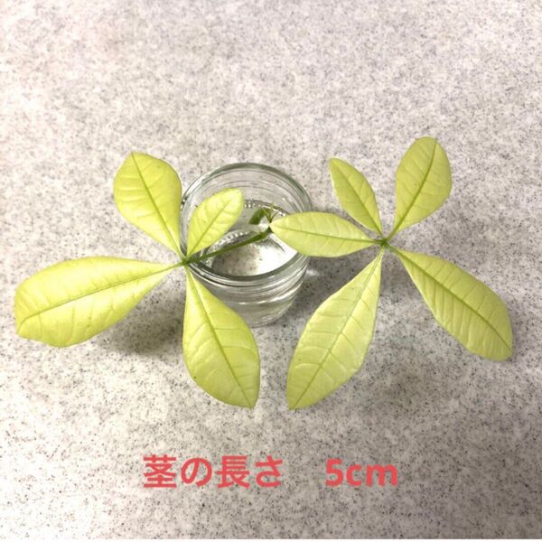 班入り パキラ レモンライム トップカット苗
