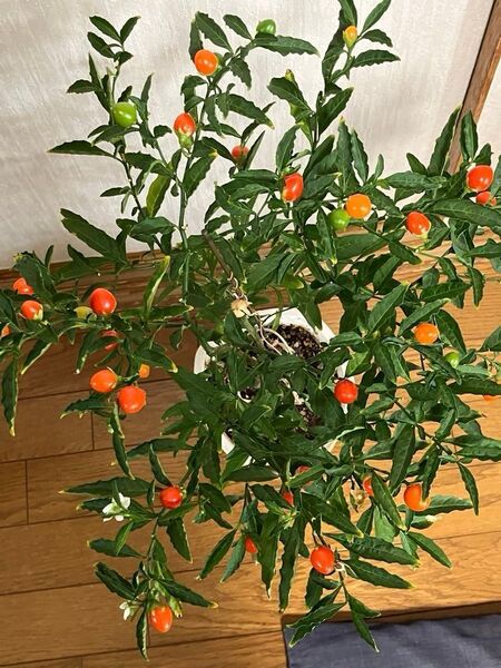 タマサンゴ 玉珊瑚の種50粒+α
