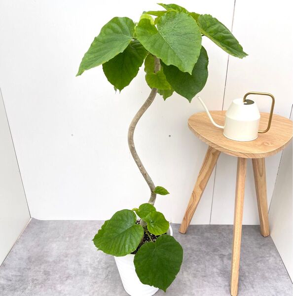 フィカス ウンベラータ 曲がり 10【現品】観葉植物 室内 大型