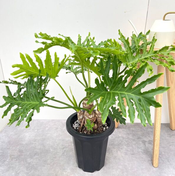 フィロデンドロン セローム 根上がり 2【現品】観葉植物 室内 8号