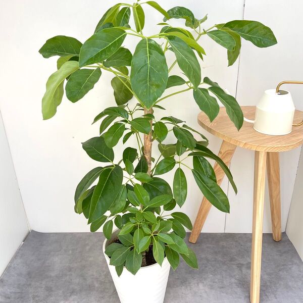 ブラッサイア 3【現品】観葉植物 大型 室内