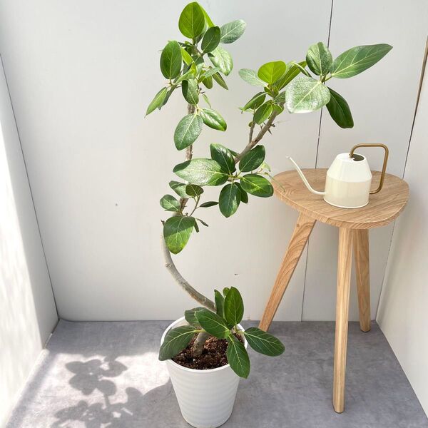 フィカス ベンガレンシス 曲がり 8【現品】観葉植物 大型 室内
