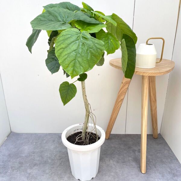 フィカス ウンベラータ 曲がり 2【現品】観葉植物 室内 大型