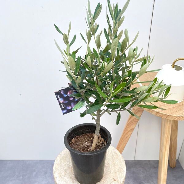 オリーブ チプレッシーノ 3【現品】観葉植物 創樹 SOUJU 4号