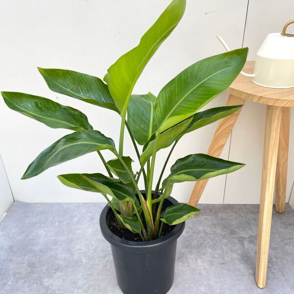 ストレチア オーガスタ 2【現品】観葉植物 室内 大型