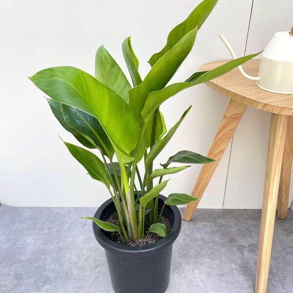 ストレチア オーガスタ 3【現品】観葉植物 室内 大型