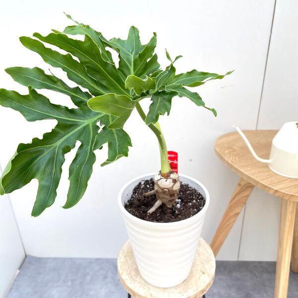 フィロデンドロン セローム 根上がり 4【現品】観葉植物 室内 6号