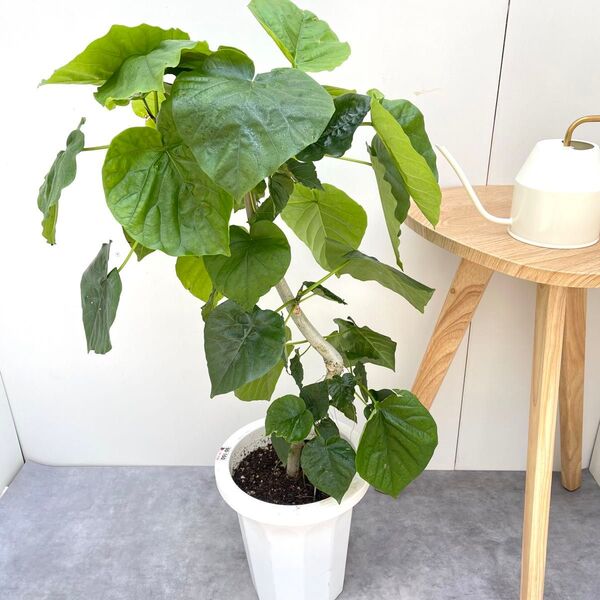 フィカス ウンベラータ 曲がり 3【現品】観葉植物 室内 大型