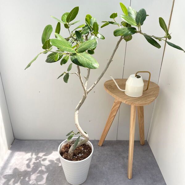 フィカス ベンガレンシス 曲がり 5【現品】観葉植物 大型 室内