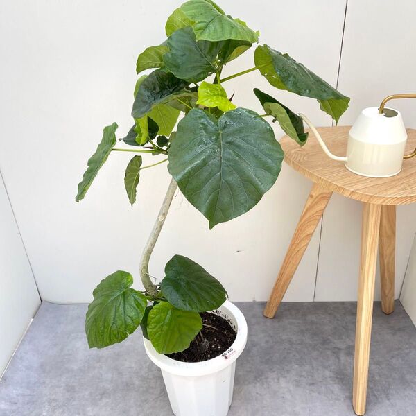 フィカス ウンベラータ 曲がり 4【現品】観葉植物 室内 大型