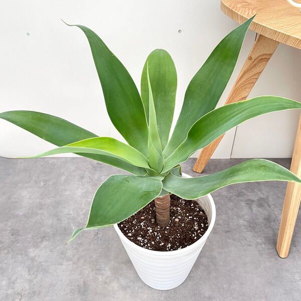 アガベ アテナータ 1【現品】観葉植物 大型 室内