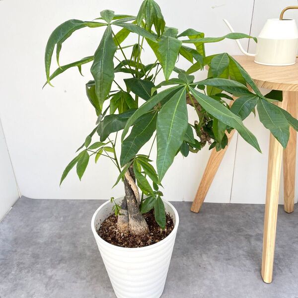 パキラ ねじり 4【現品】観葉植物 室内 大型