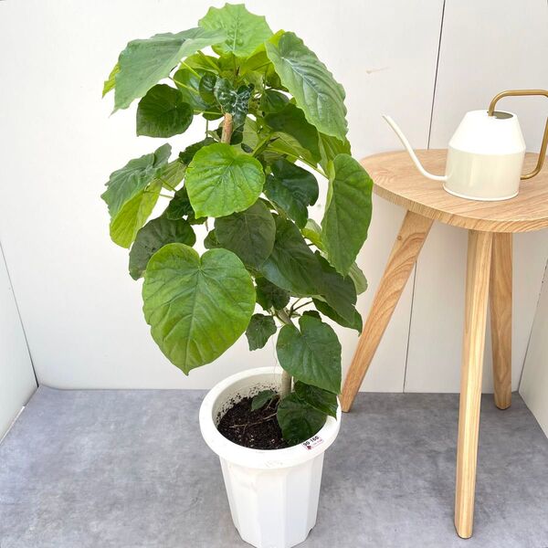 フィカス ウンベラータ 曲がり 5【現品】観葉植物 室内 大型