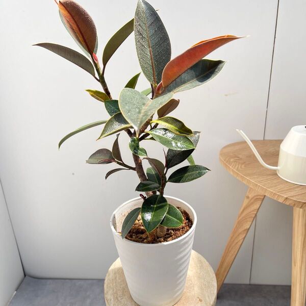 フィカス メラニー 17【現品】観葉植物 室内 5号