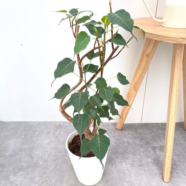 インドボダイジュ 3【現品】観葉植物 室内 6号