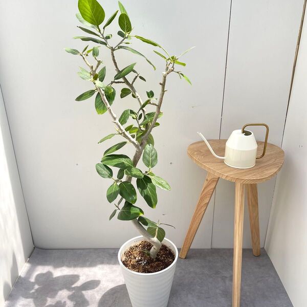 フィカス ベンガレンシス 曲がり 1【現品】観葉植物 大型 室内